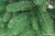 Ель Бифорес Венера микс 2.2 м (темно-зеленый) в интернет-магазине НА'СВЯЗИ