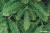 Ель Бифорес Венера микс 2.2 м (темно-зеленый) в интернет-магазине НА'СВЯЗИ