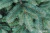 Ель Бифорес Венера микс 1.95 м (голубой) в интернет-магазине НА'СВЯЗИ