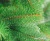 Ель Бифорес Венера Микс (1.3 м, светло-зеленый) в интернет-магазине НА'СВЯЗИ