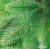 Ель Бифорес Венера (резина, светло-зеленый) 1.95 м в интернет-магазине НА'СВЯЗИ